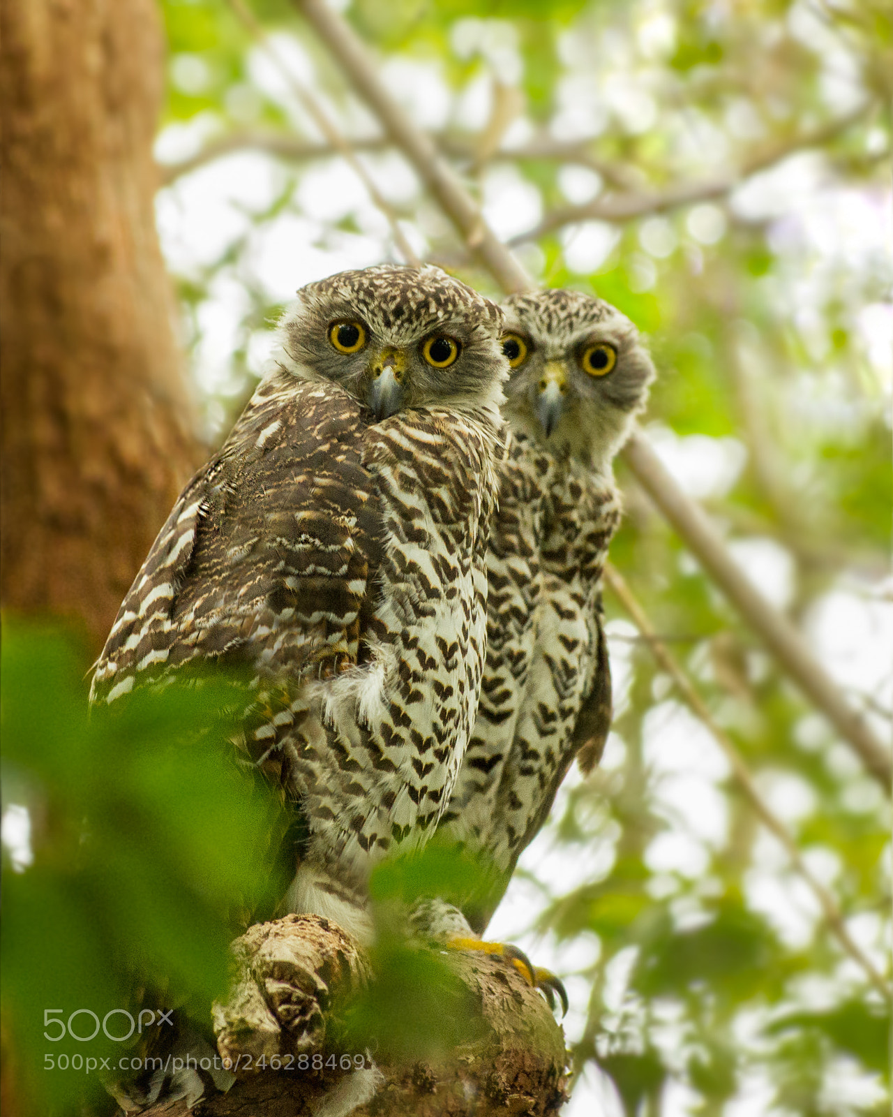 Pentax K-5 sample photo. Powerful owls photography