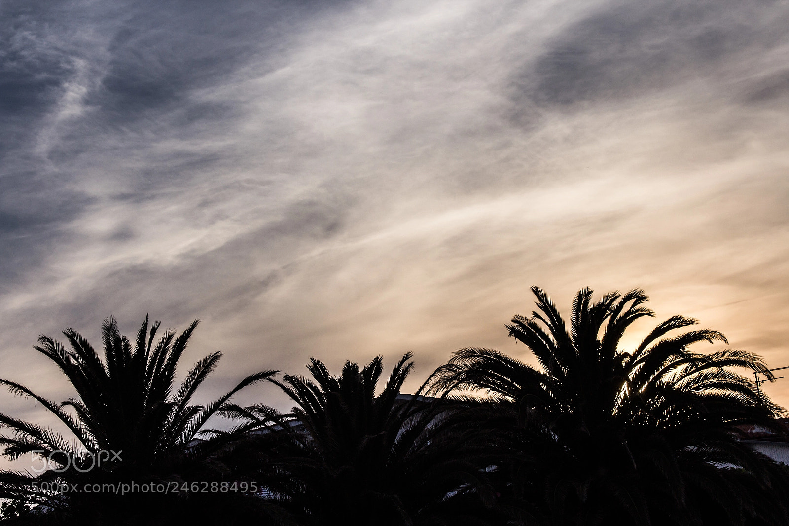 Canon EOS 600D (Rebel EOS T3i / EOS Kiss X5) sample photo. Sunrise, palms and sky photography