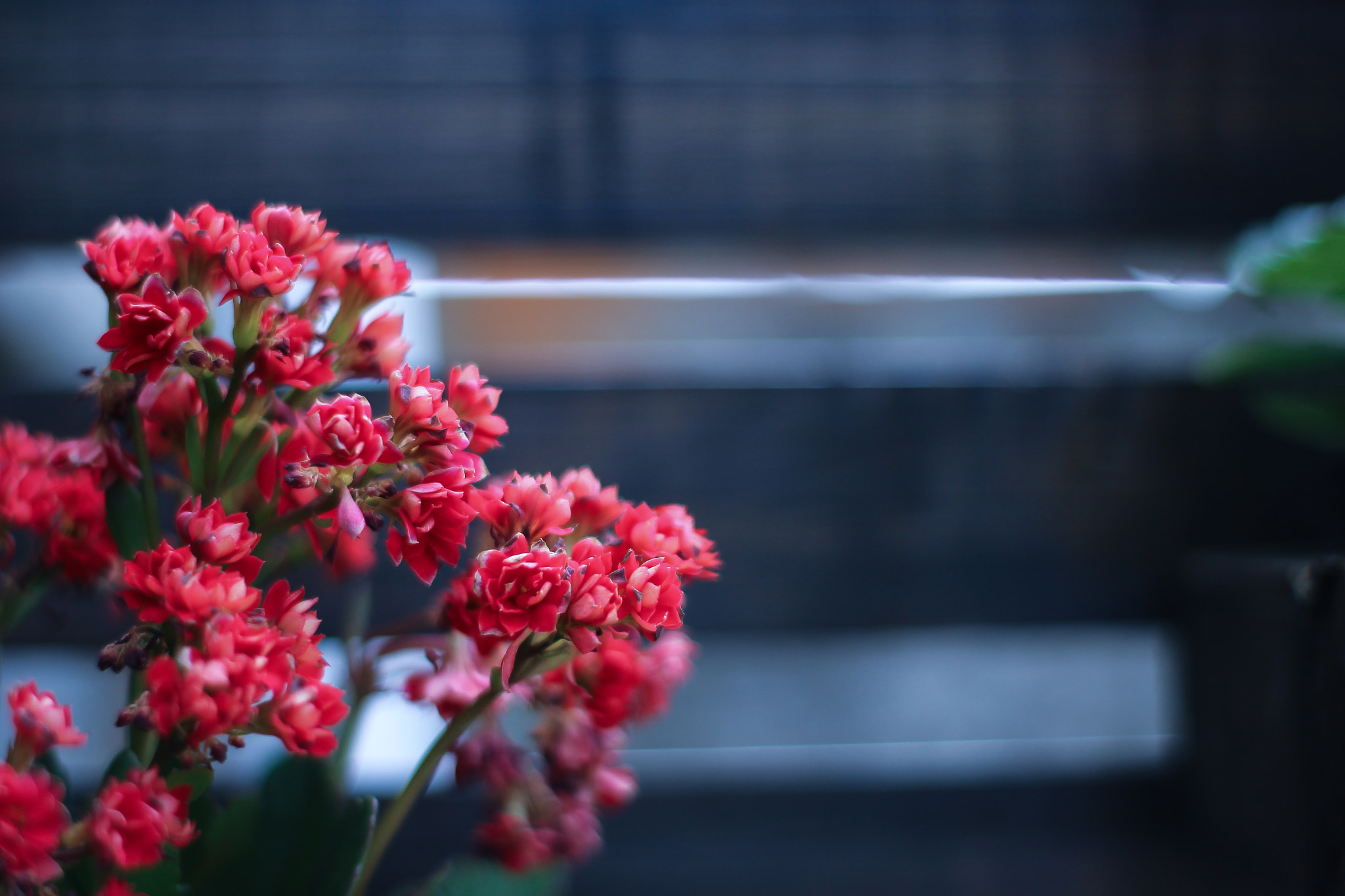 Flowers in 50mm.