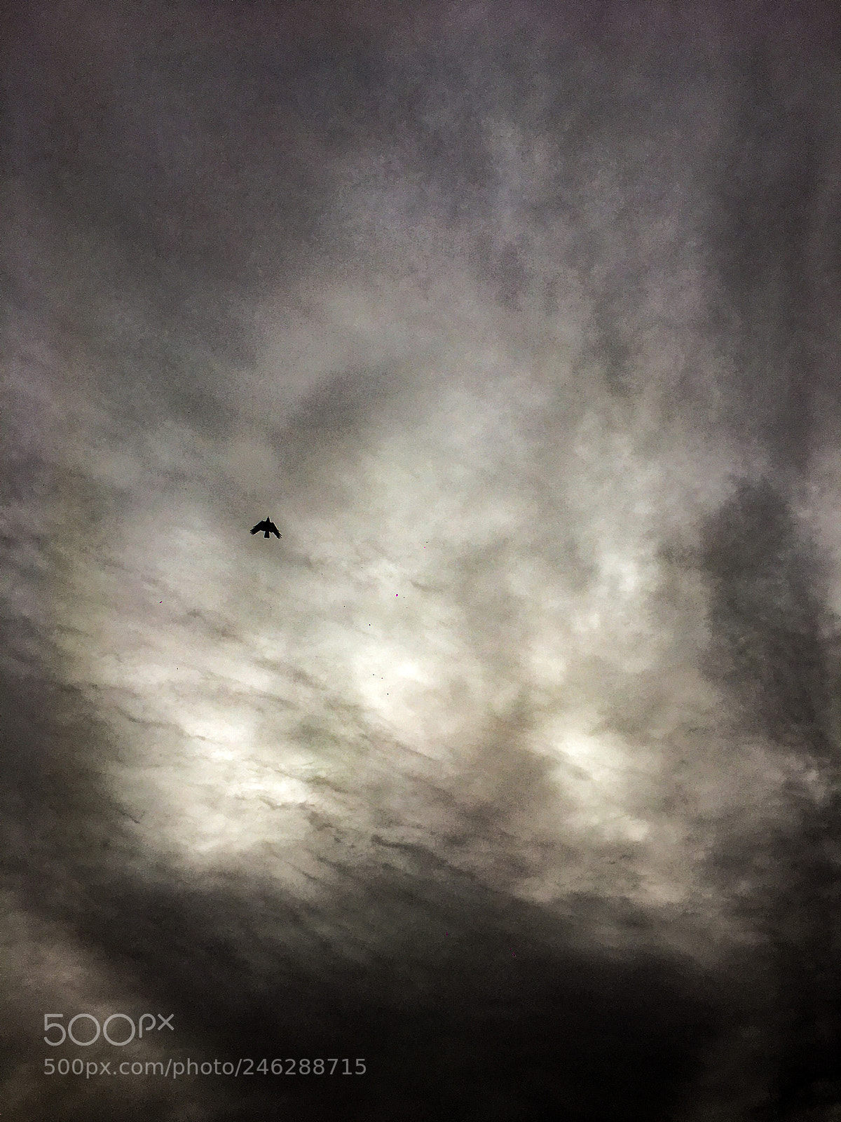 Apple iPhone 6s sample photo. I soar! photography