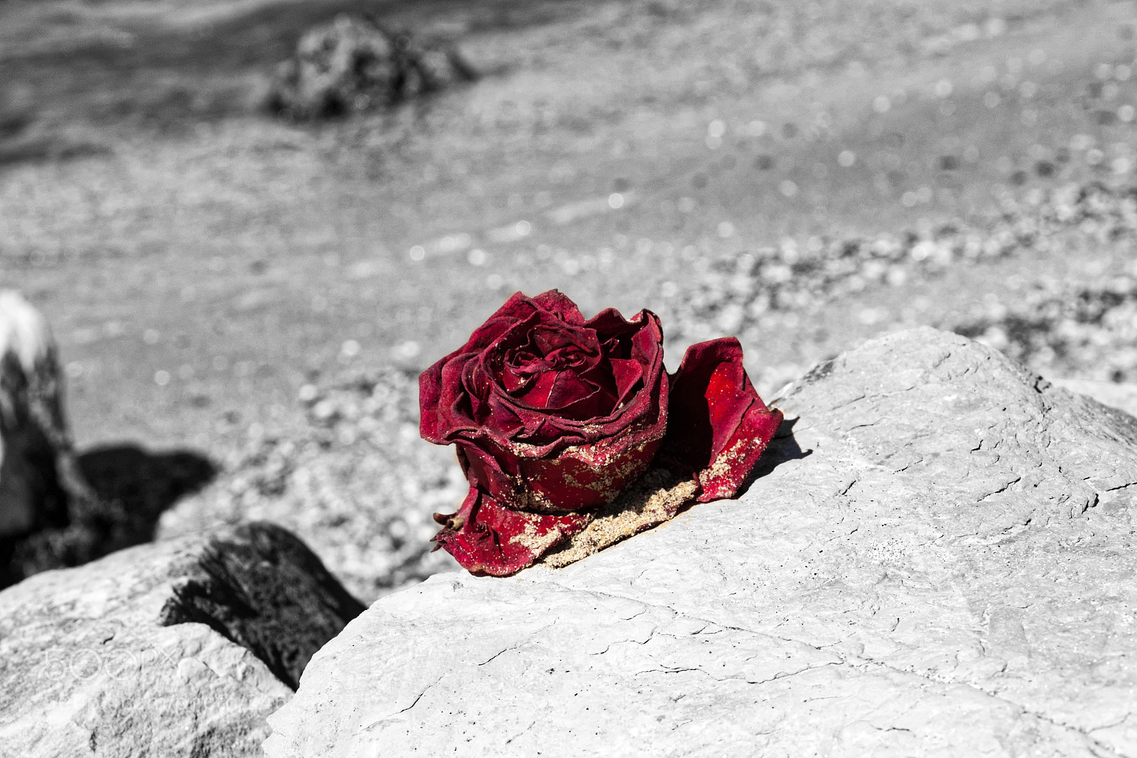 Canon EOS 450D (EOS Rebel XSi / EOS Kiss X2) sample photo. La rose de l'amour photography