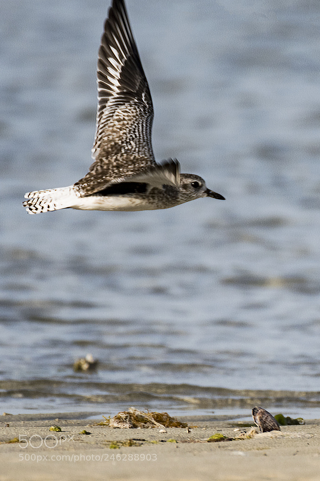 Nikon D500 sample photo. Plover in flight photography