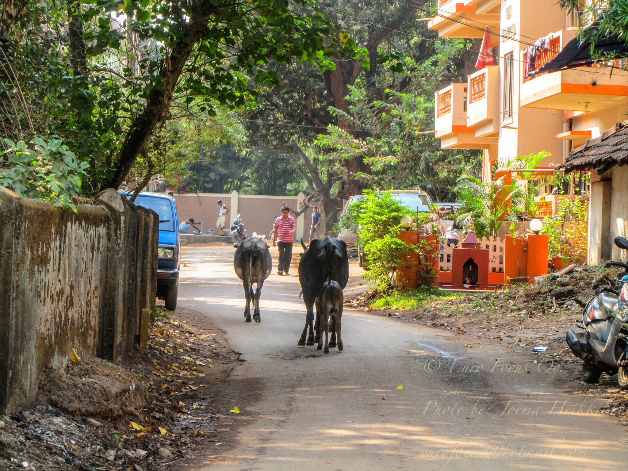 Canon PowerShot SX210 IS sample photo. Street life in goa. photography