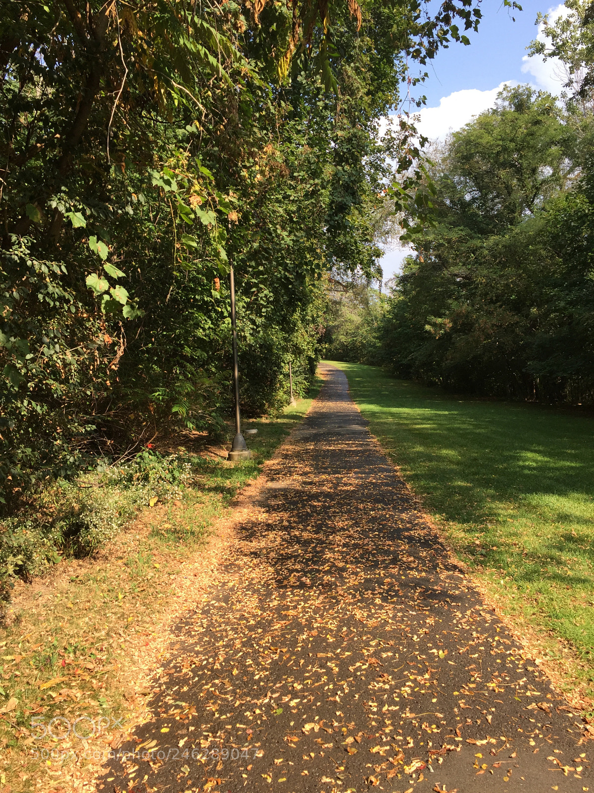Apple iPhone 6 sample photo. Autumn leaves photography