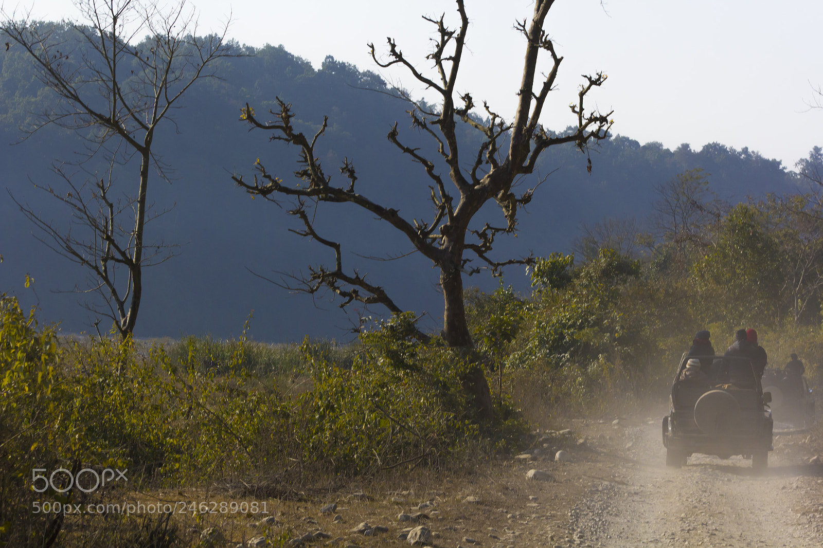 Canon EOS 60D sample photo. Out in the wild. photography
