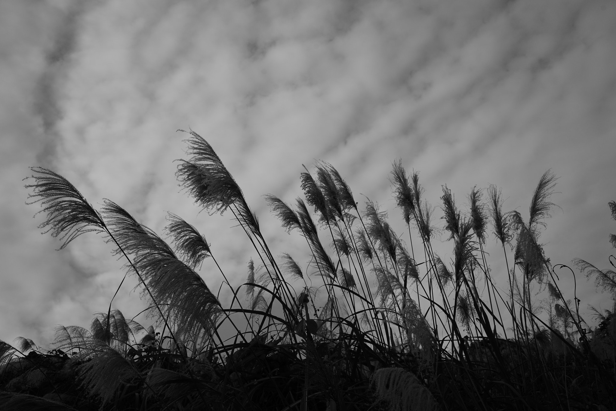 Sony a7R + Sony FE 28mm F2 sample photo. Direction photography