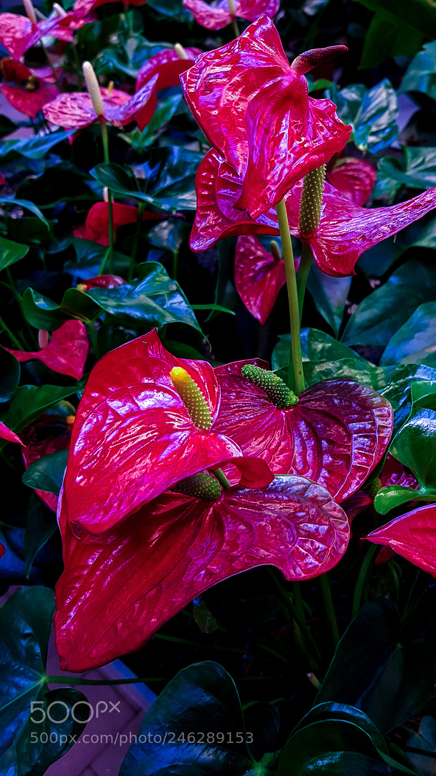 Samsung Galaxy S8 sample photo. Red flowers in shady photography