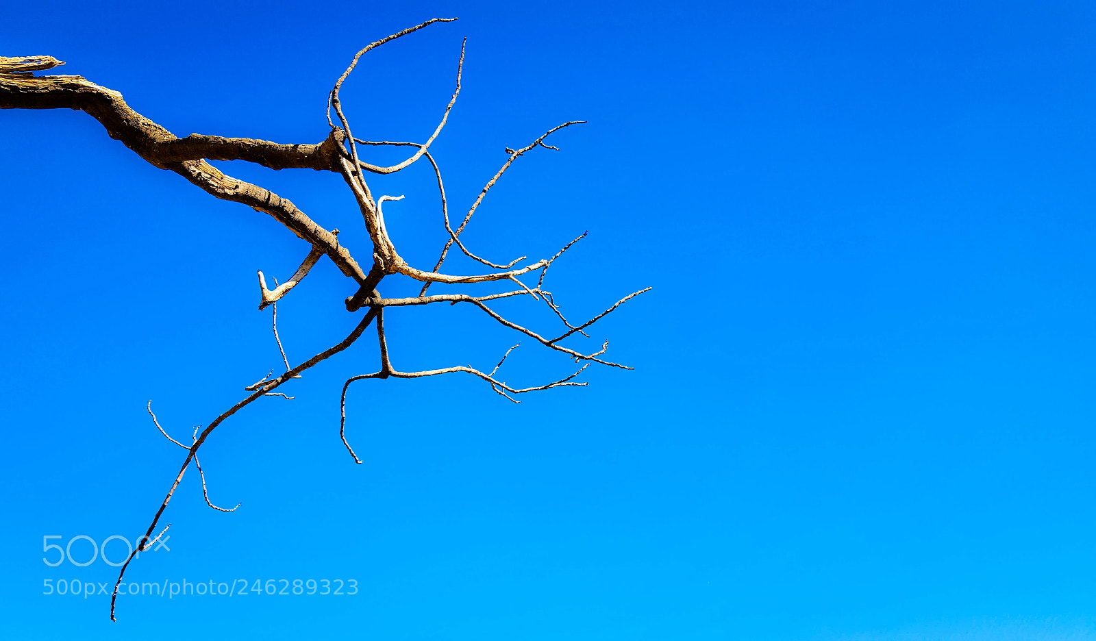 Samsung Galaxy S6 sample photo. Branching photography