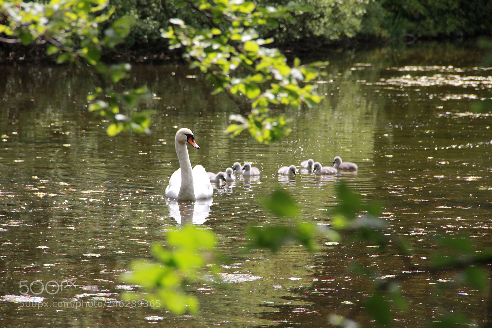 Canon EOS 60D sample photo. Swans photography