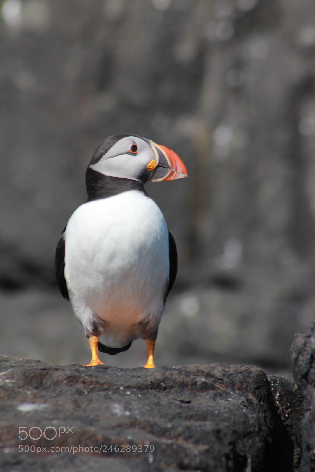 Canon EOS 60D sample photo. Puffin photography