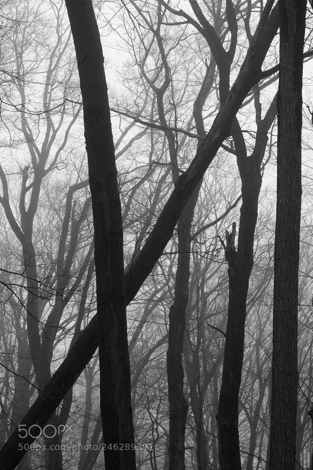 Pentax K-1 sample photo. Line, form, geometry trees photography