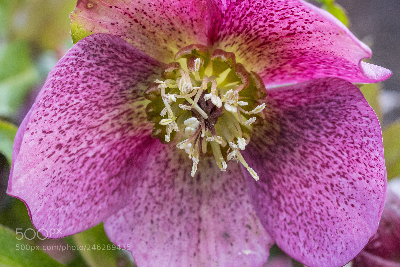 Canon EOS 77D (EOS 9000D / EOS 770D) sample photo. Close up photography