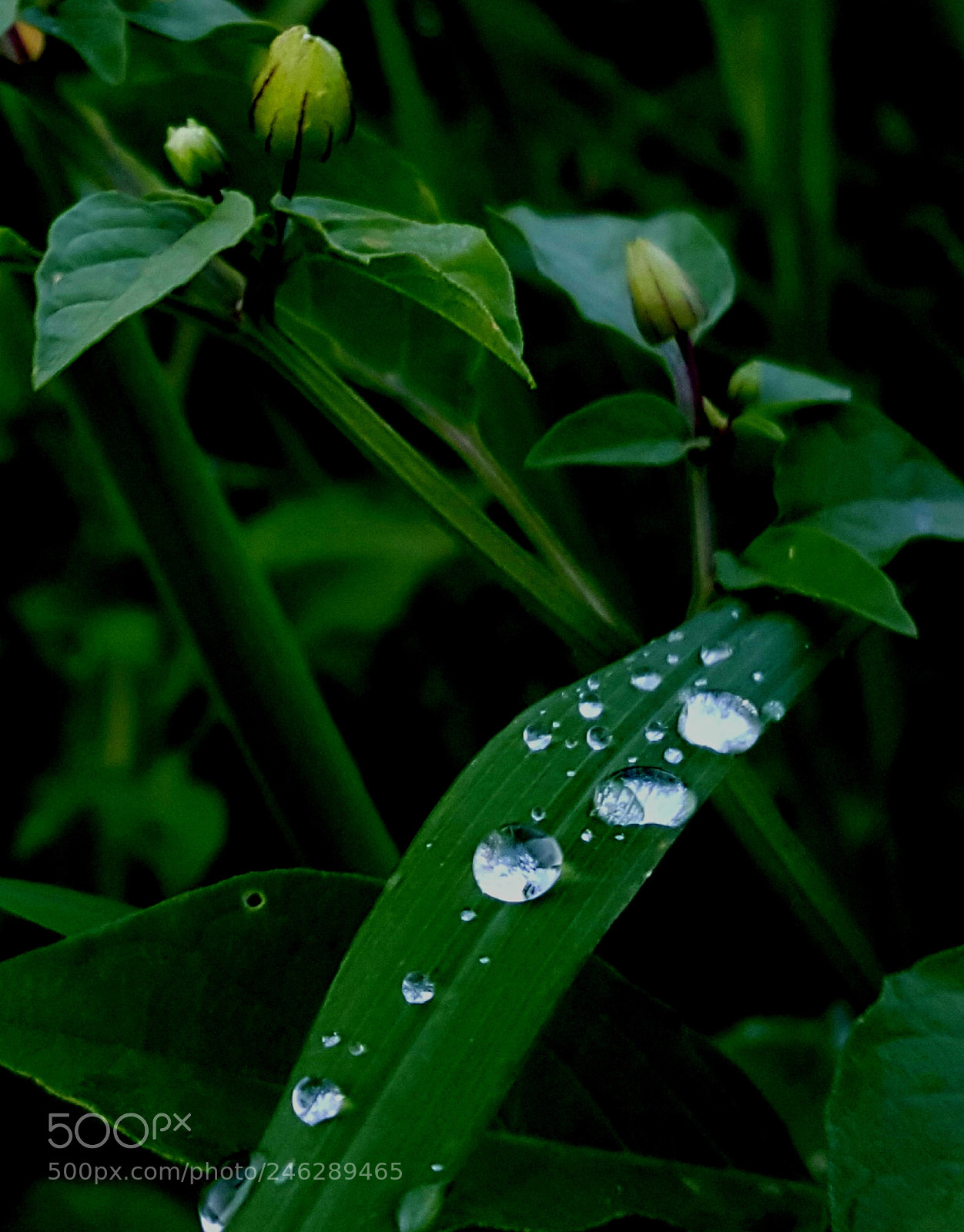 Samsung GALAXY S6 edge sample photo. Untitled photography