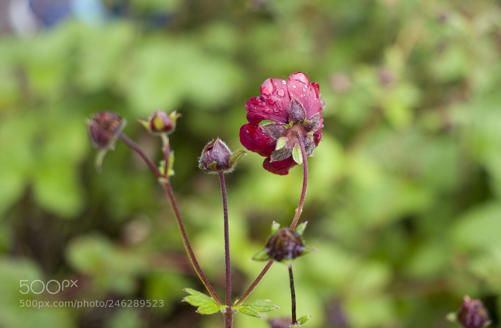 Canon EOS 600D (Rebel EOS T3i / EOS Kiss X5) sample photo. Himalayan flower photography