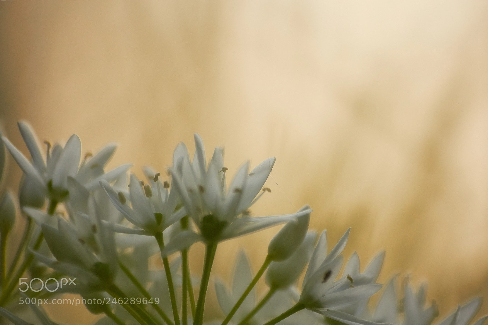 Canon EOS 60D sample photo. Allium ursinum photography