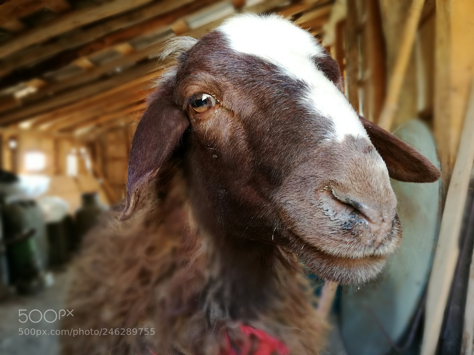 HUAWEI P9 LITE sample photo. Sheep photography