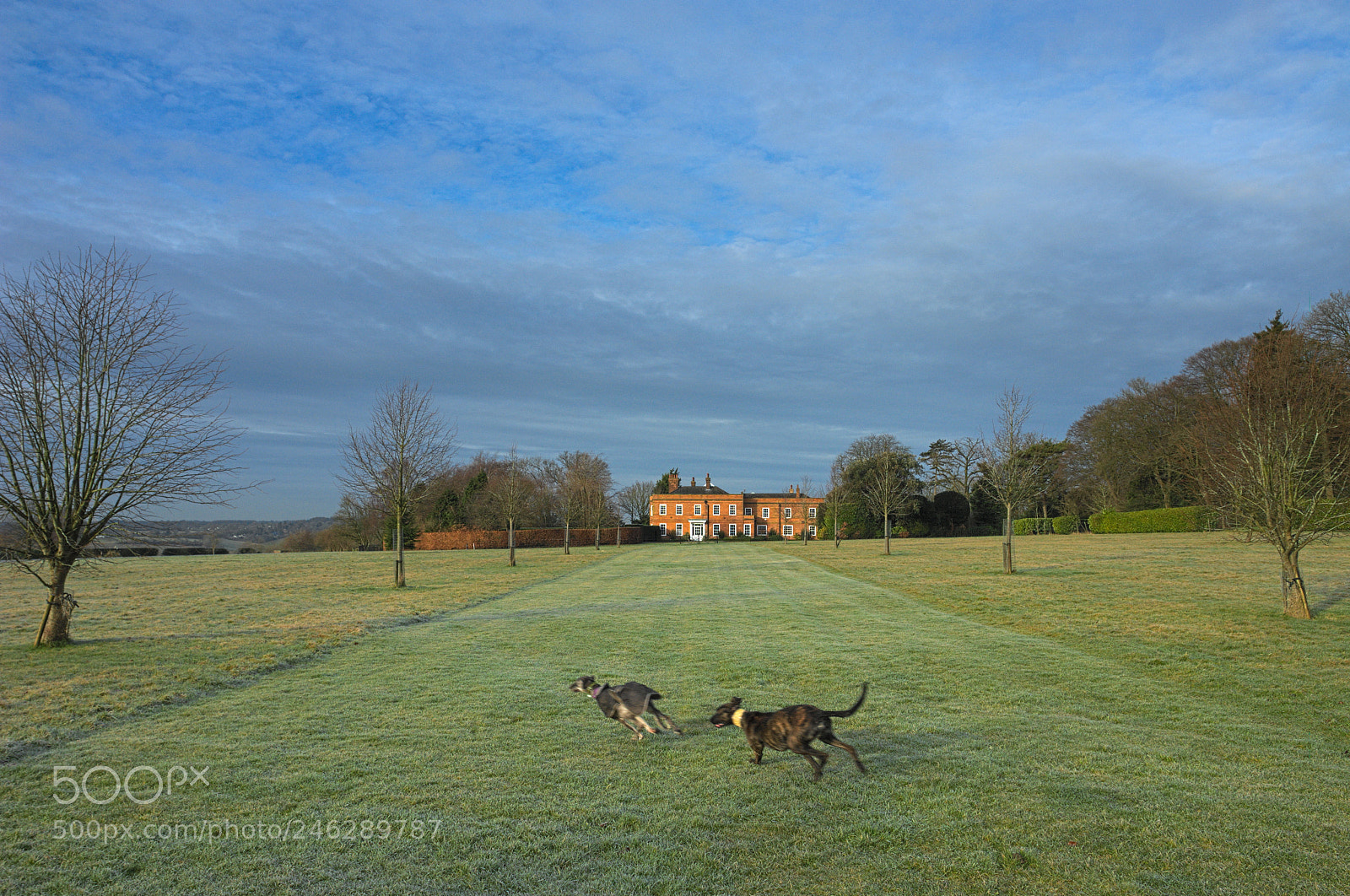 Sony DSC-R1 sample photo. Two lurchers chasing each photography