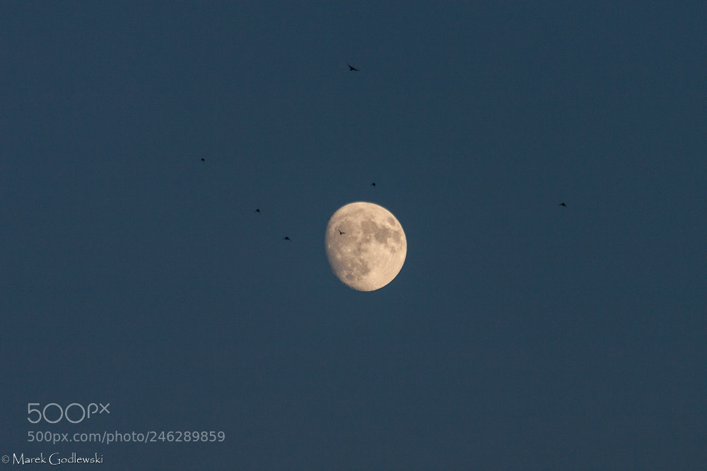 Canon EOS 50D sample photo. Moon & birds photography