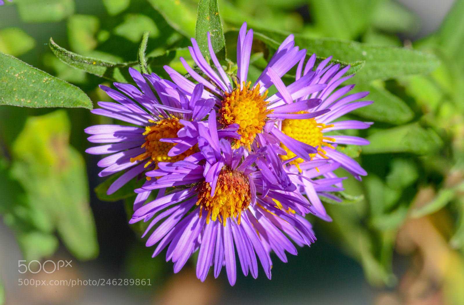 Nikon D600 sample photo. Golden photography
