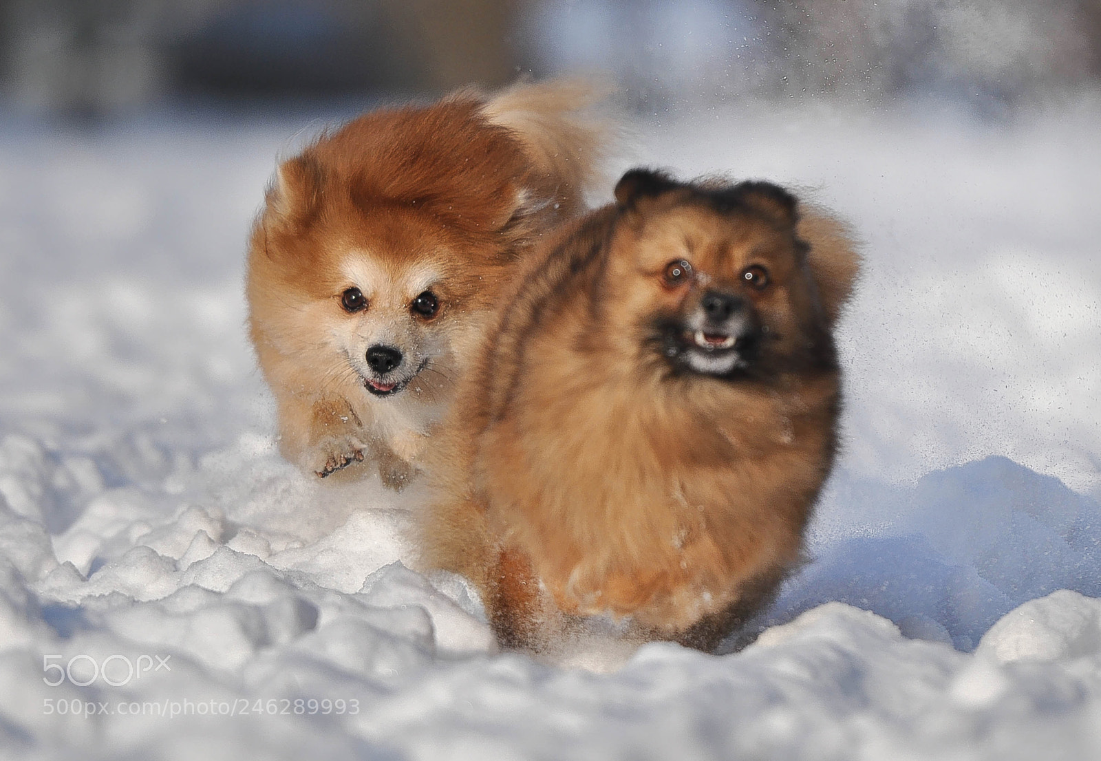 Nikon D90 sample photo. Snow races photography