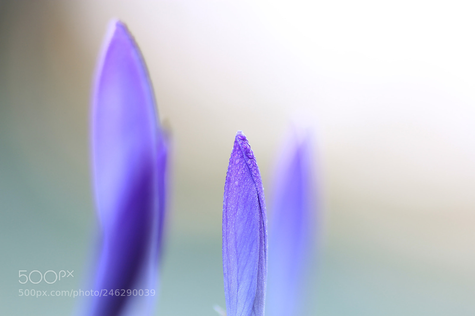 Canon EOS 60D sample photo. Springtime photography