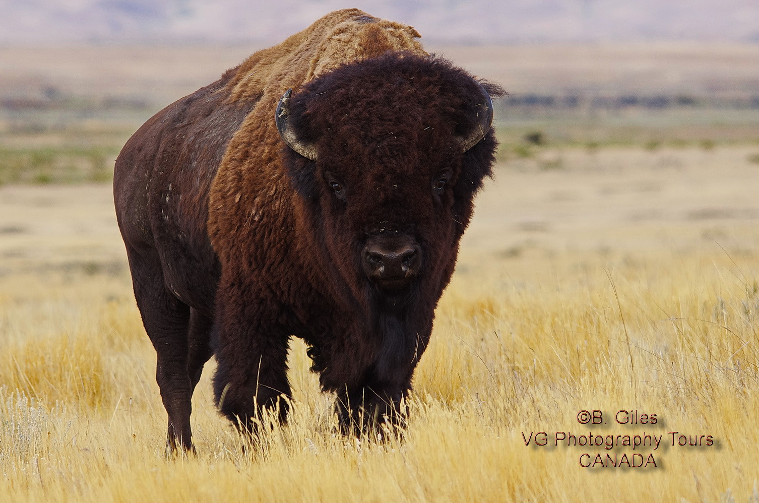 Sigma 150-500mm F5-6.3 DG OS HSM sample photo. Plains bison photography