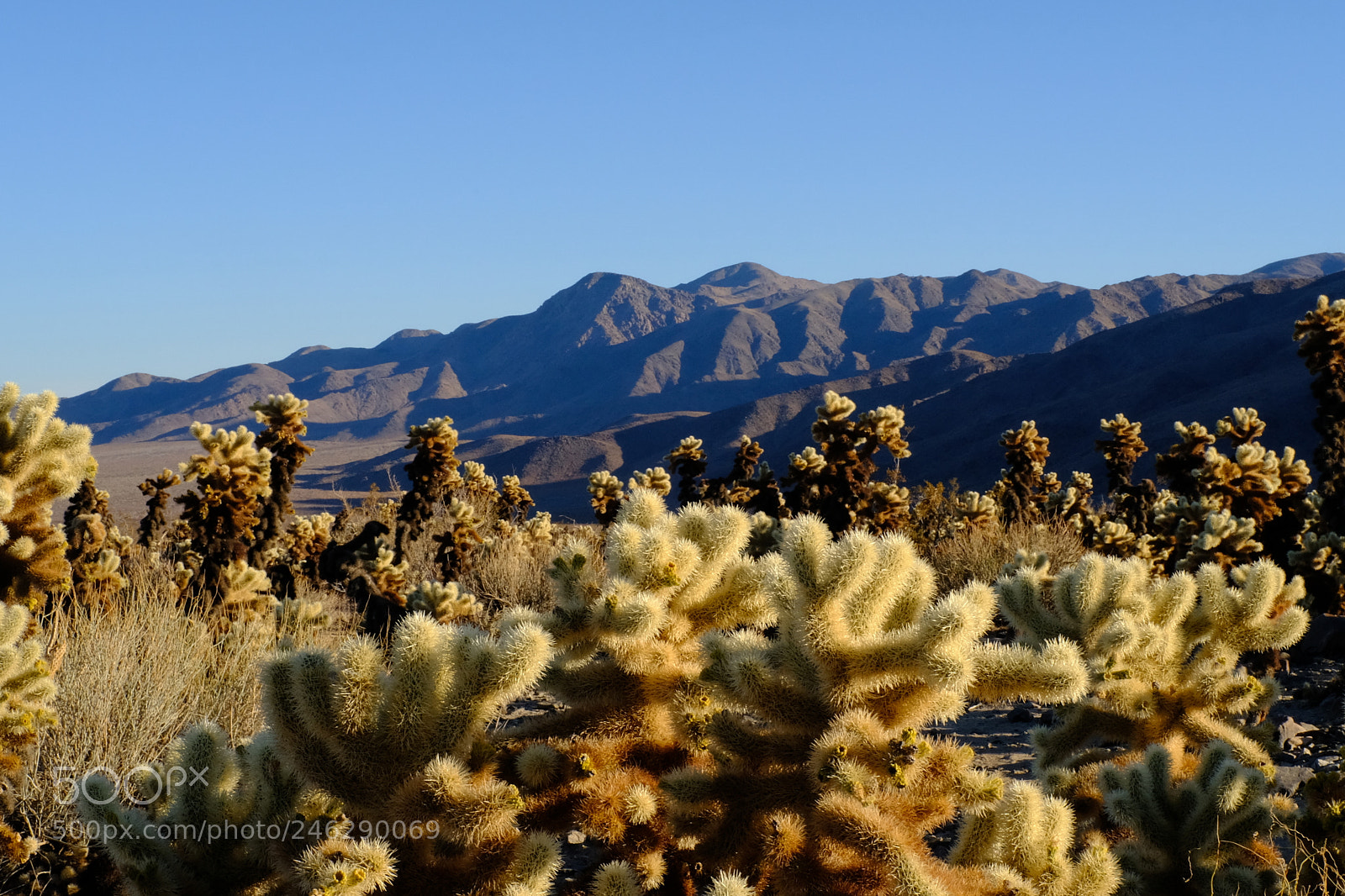 Fujifilm X100F sample photo. Cholla garden photography