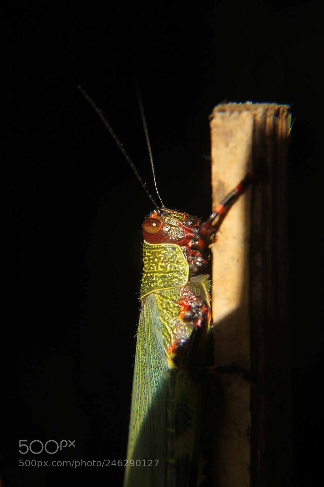 Canon EOS 1100D (EOS Rebel T3 / EOS Kiss X50) sample photo. The grasshopper   photography