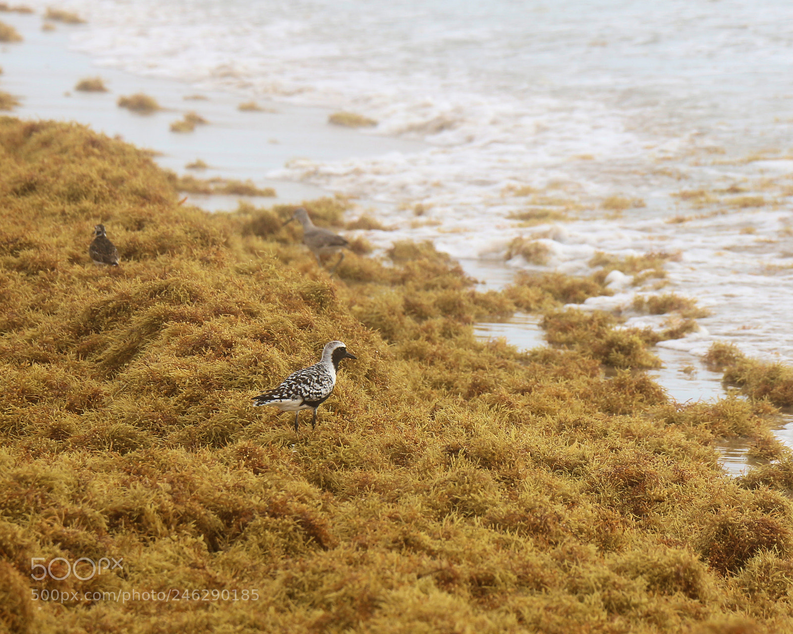 Canon EOS 700D (EOS Rebel T5i / EOS Kiss X7i) sample photo. Black-bellied plover photography