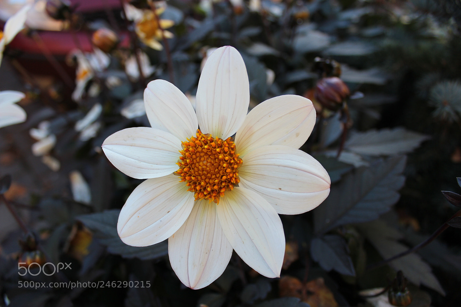 Canon EOS 600D (Rebel EOS T3i / EOS Kiss X5) sample photo. White flower photography