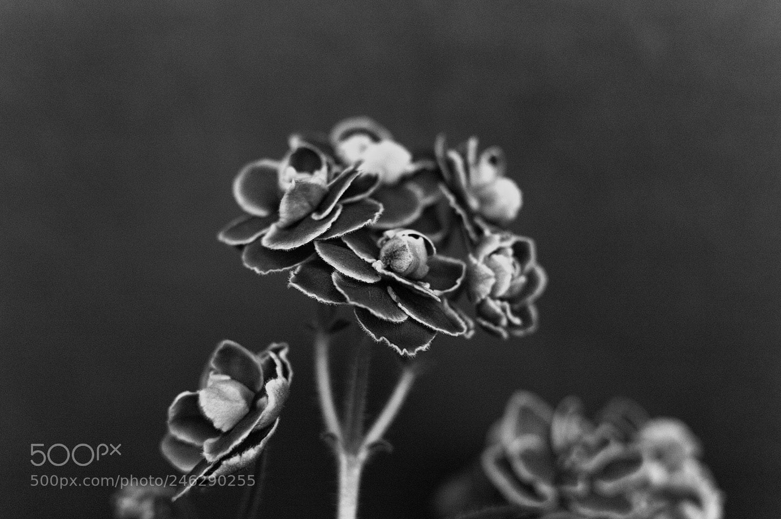 Nikon D3200 sample photo. Floral beauty beyond colors photography