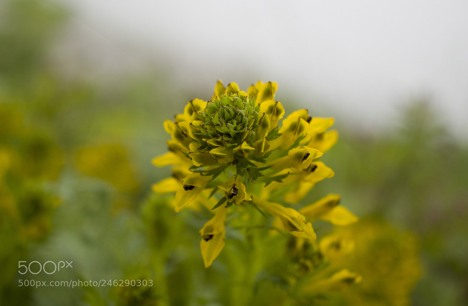 Canon EOS 600D (Rebel EOS T3i / EOS Kiss X5) sample photo. Yellow beauty photography