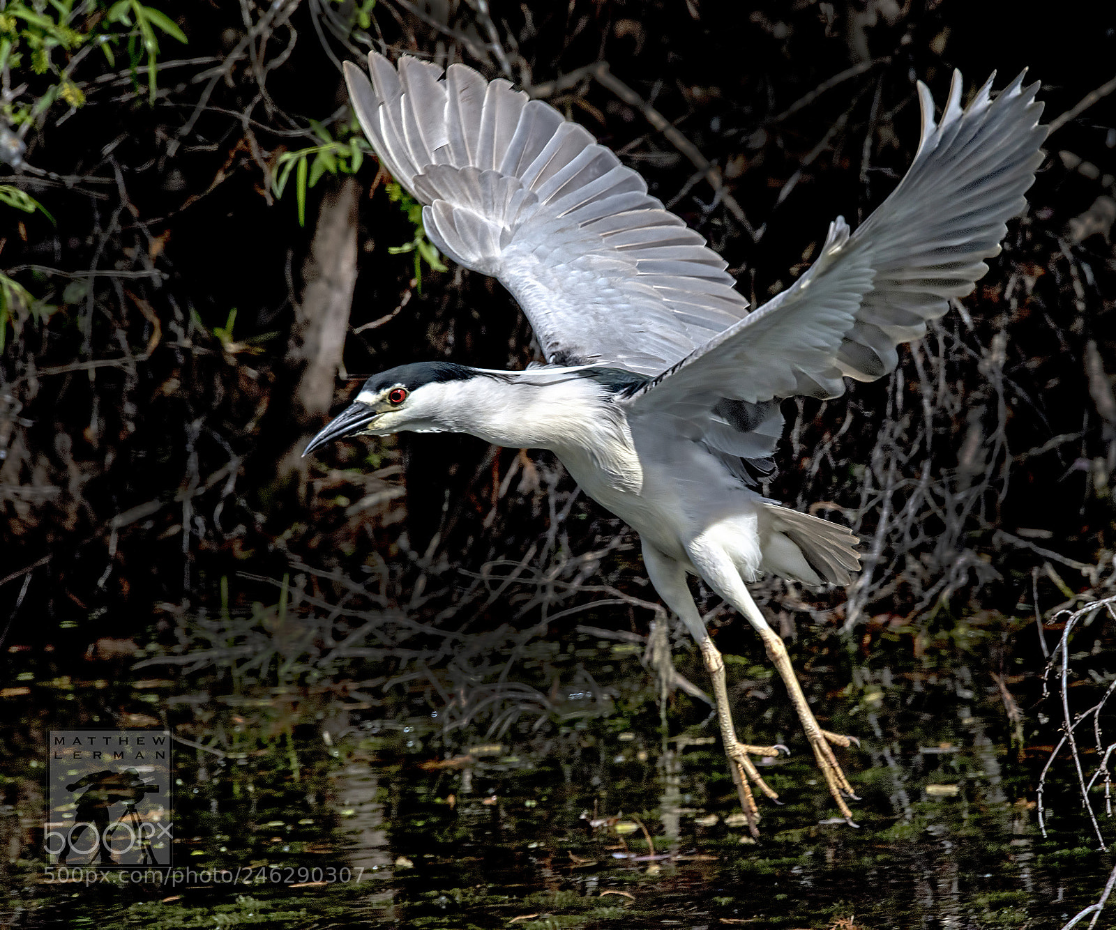 Nikon D810 sample photo. Flying photography