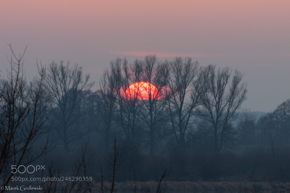 Canon EOS 50D sample photo. Sunset behind the trees photography