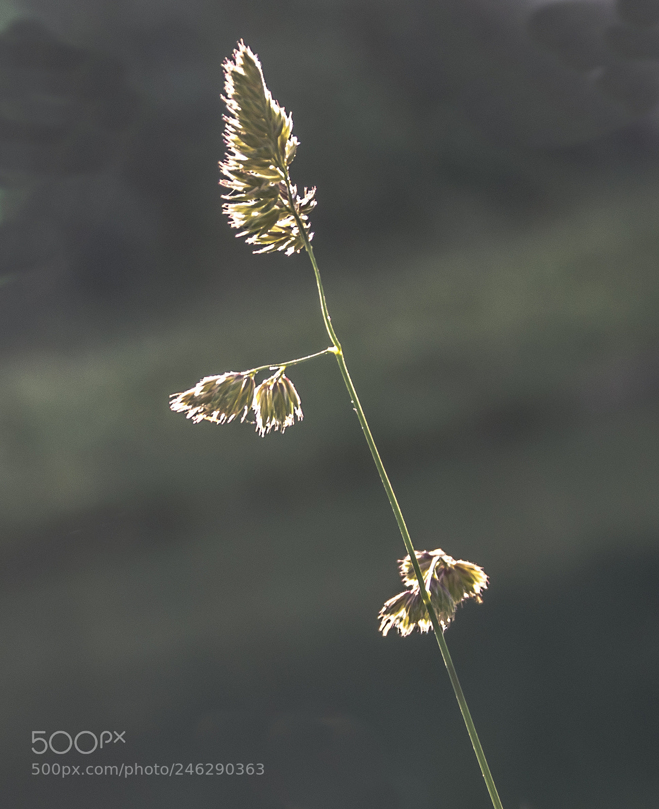 Panasonic DMC-G70 sample photo. Grasses photography
