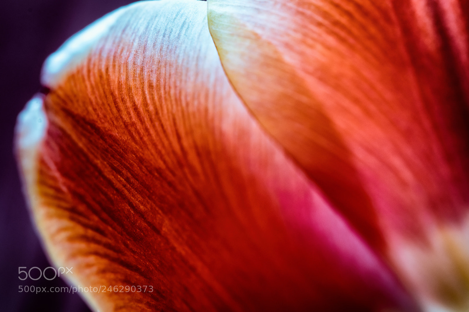 Canon EOS 80D sample photo. Tulpe tulip photography