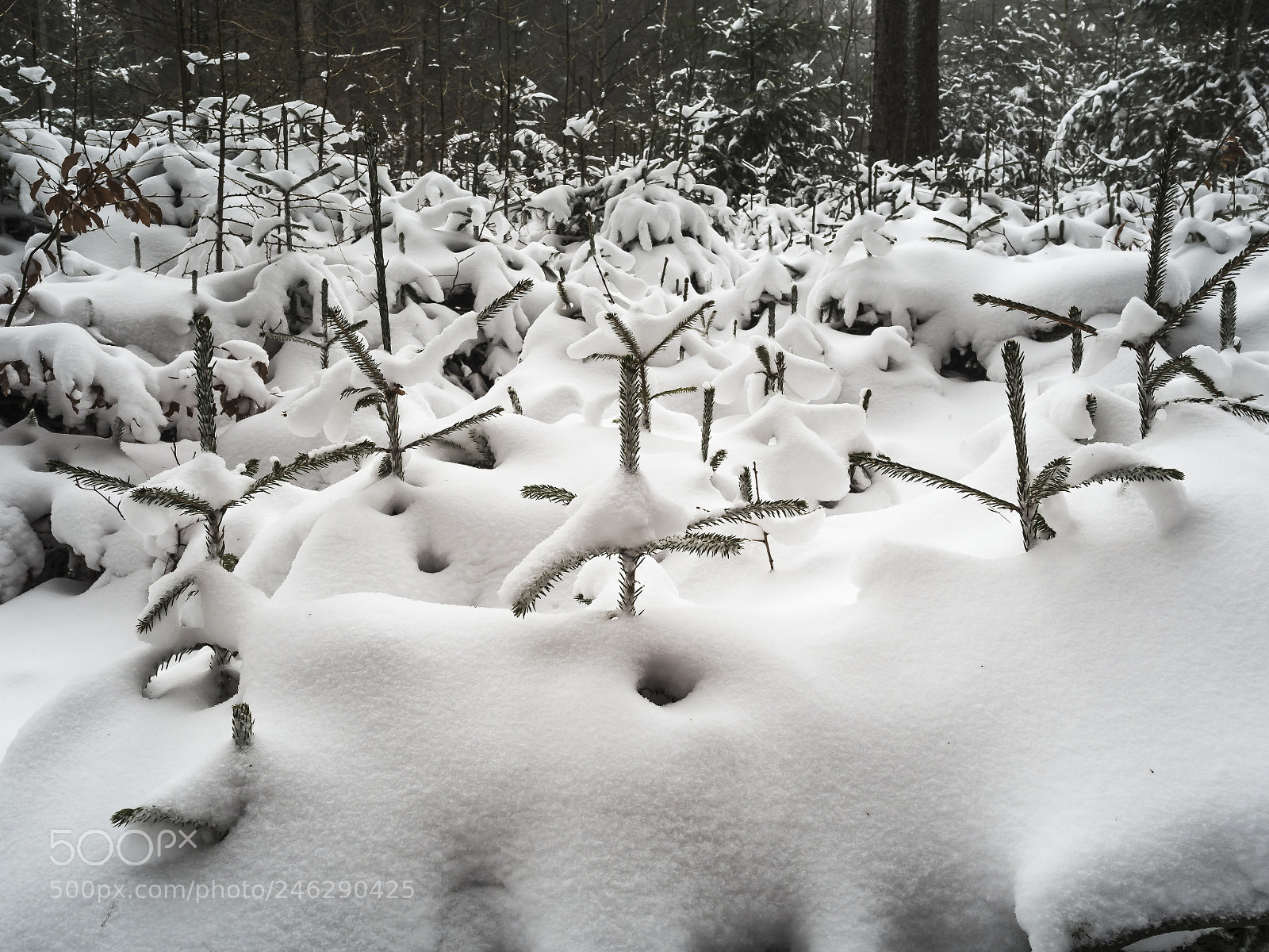 Olympus OM-D E-M5 II sample photo. Snowy trees photography