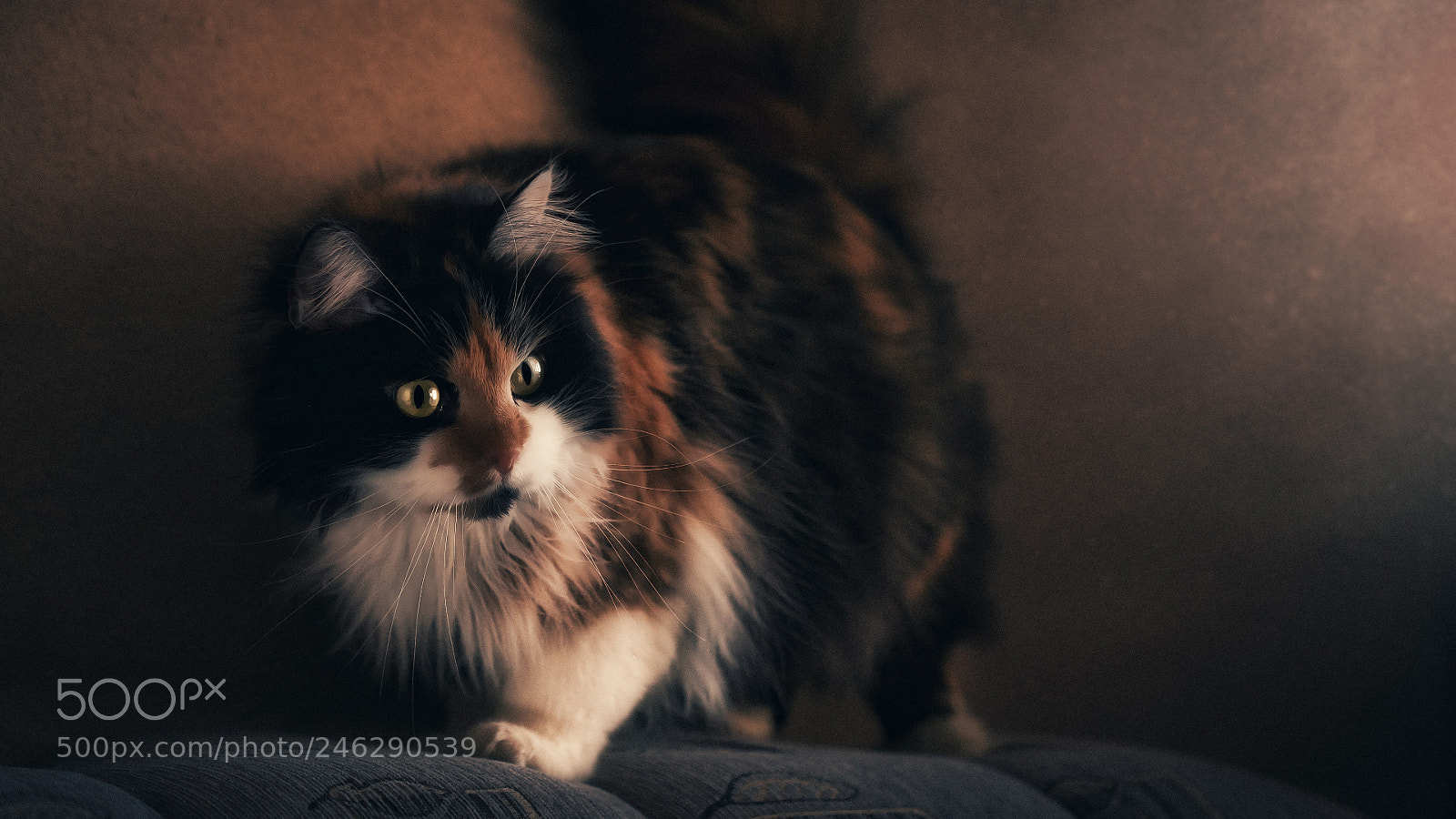 Canon EOS 5D sample photo. Cat photography