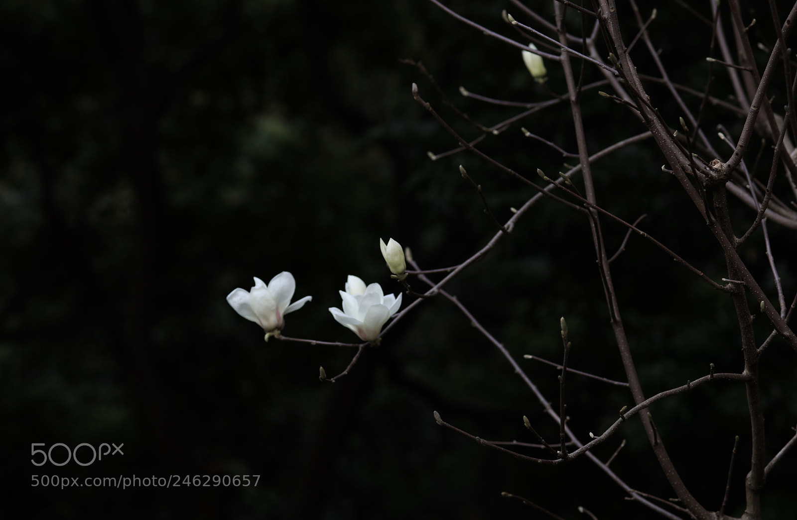 Canon EOS 5DS R sample photo. Untitled photography
