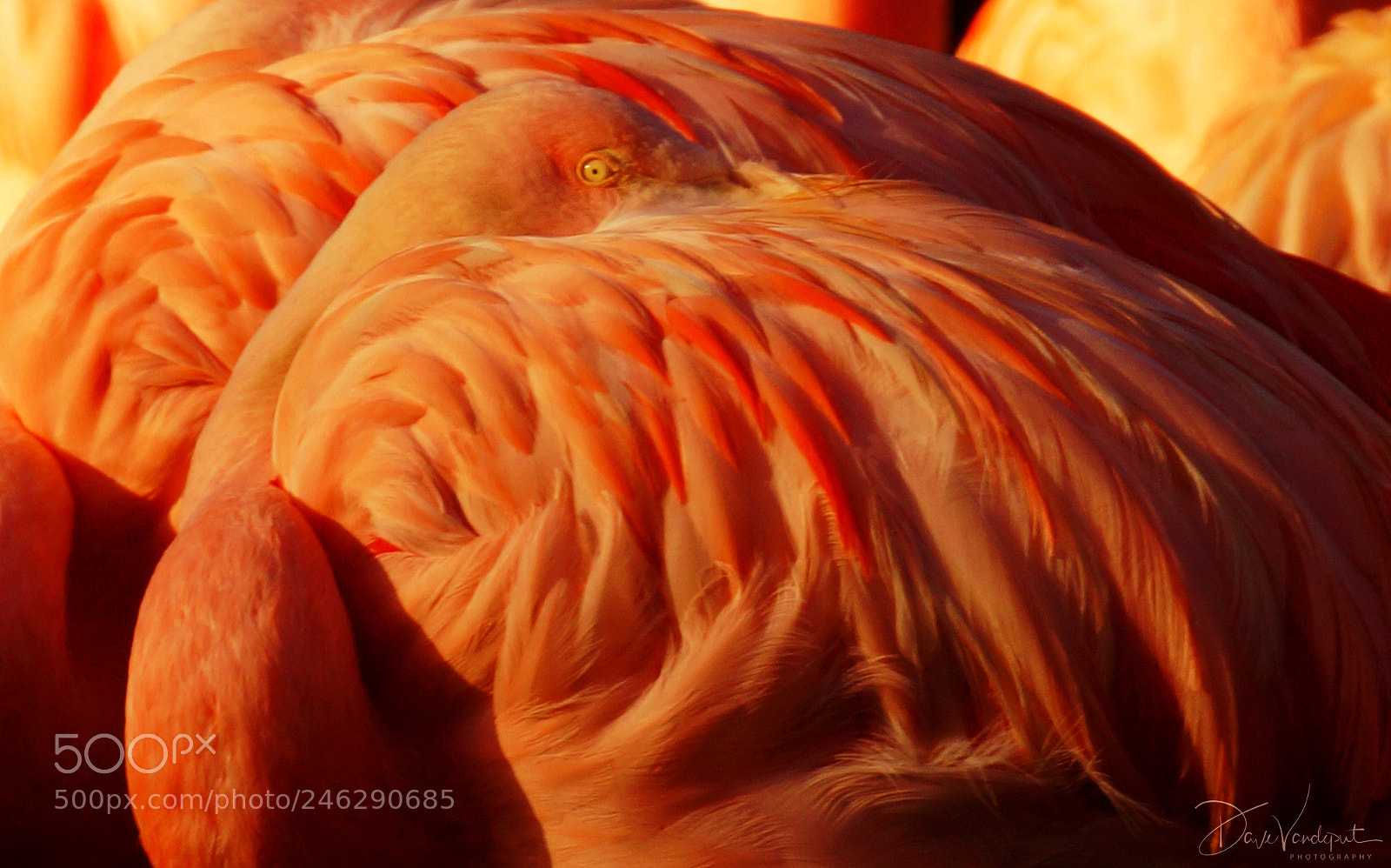 Sony SLT-A77 sample photo. Eye of the flamingo photography