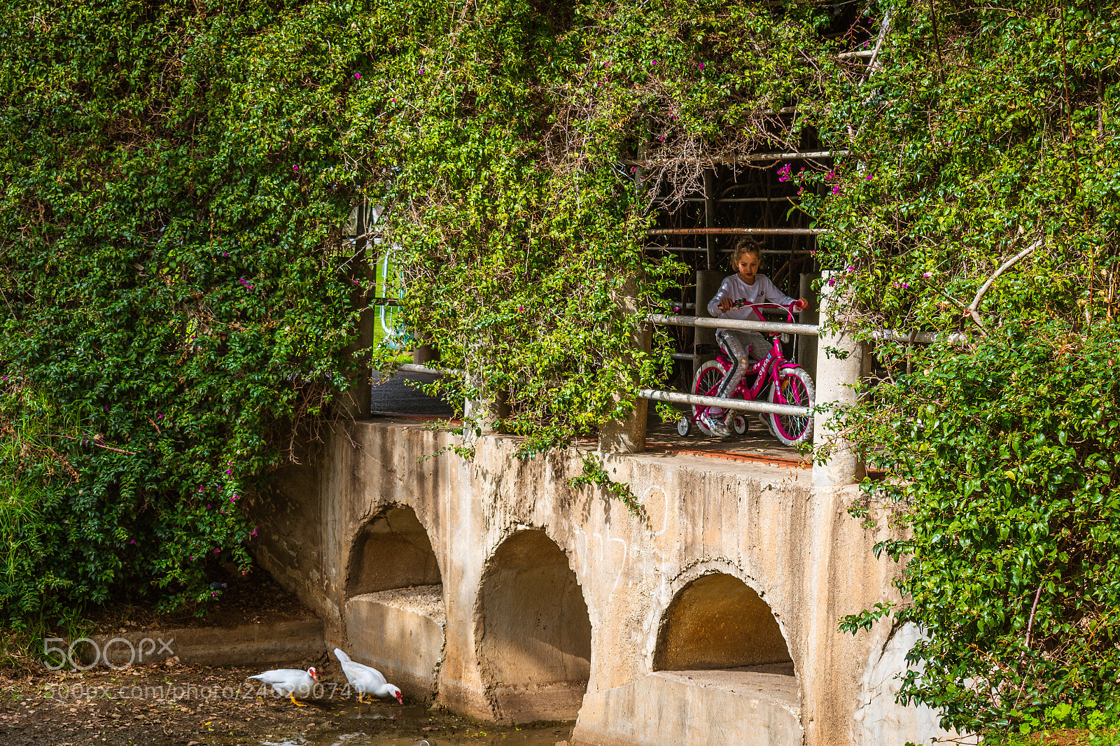 Nikon D5600 sample photo. The pink bicycles photography