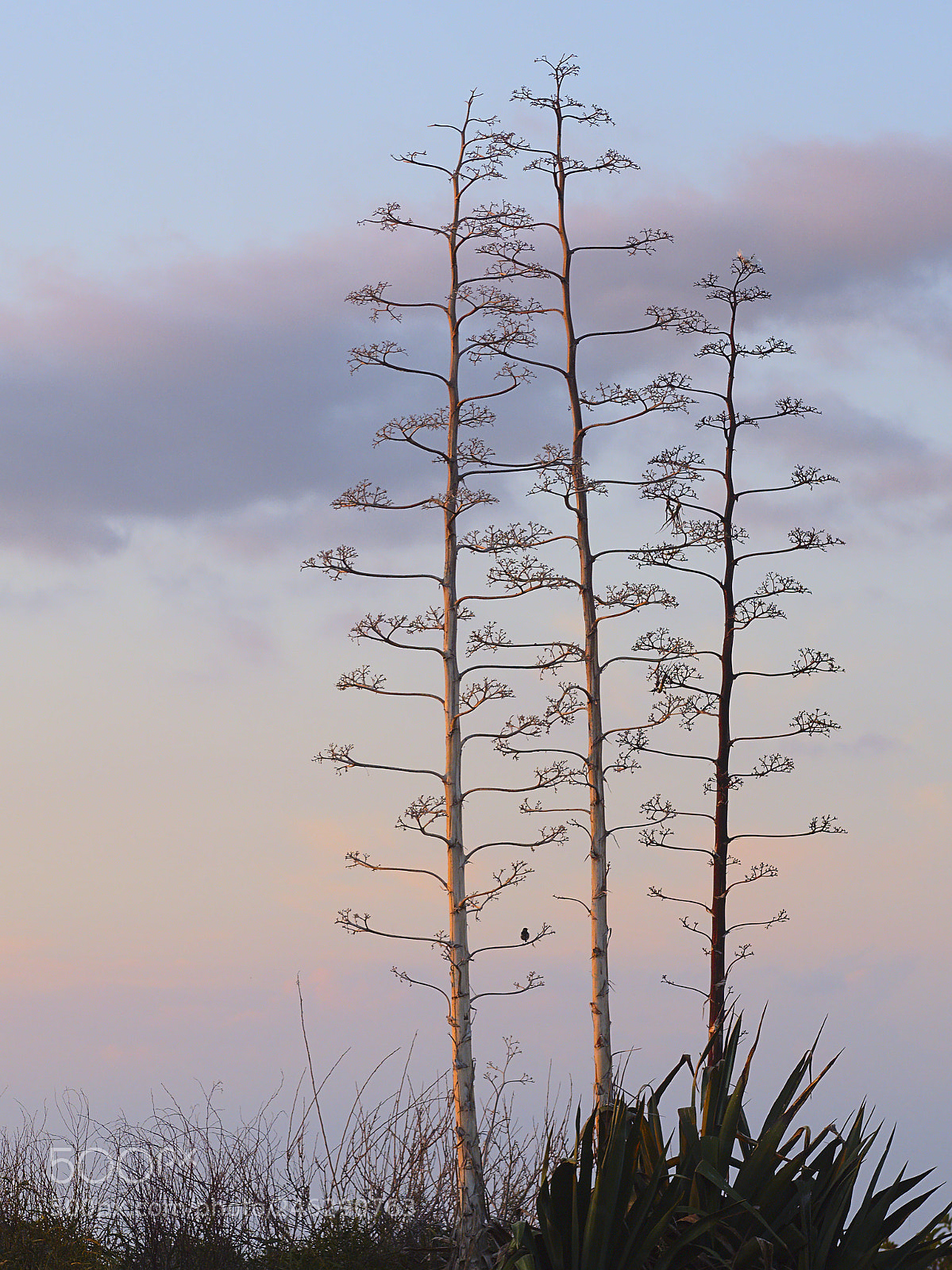 Olympus PEN E-PM2 sample photo. Three trees photography