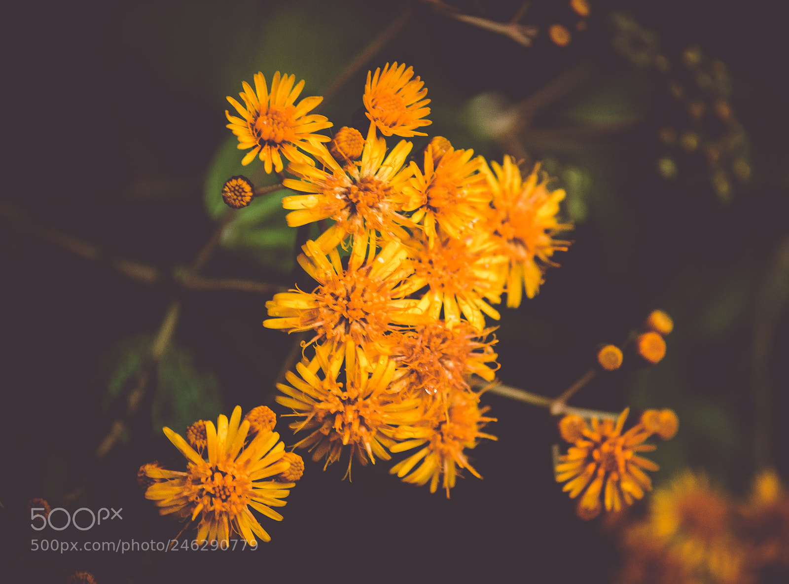 Nikon D3100 sample photo. Sun follower photography