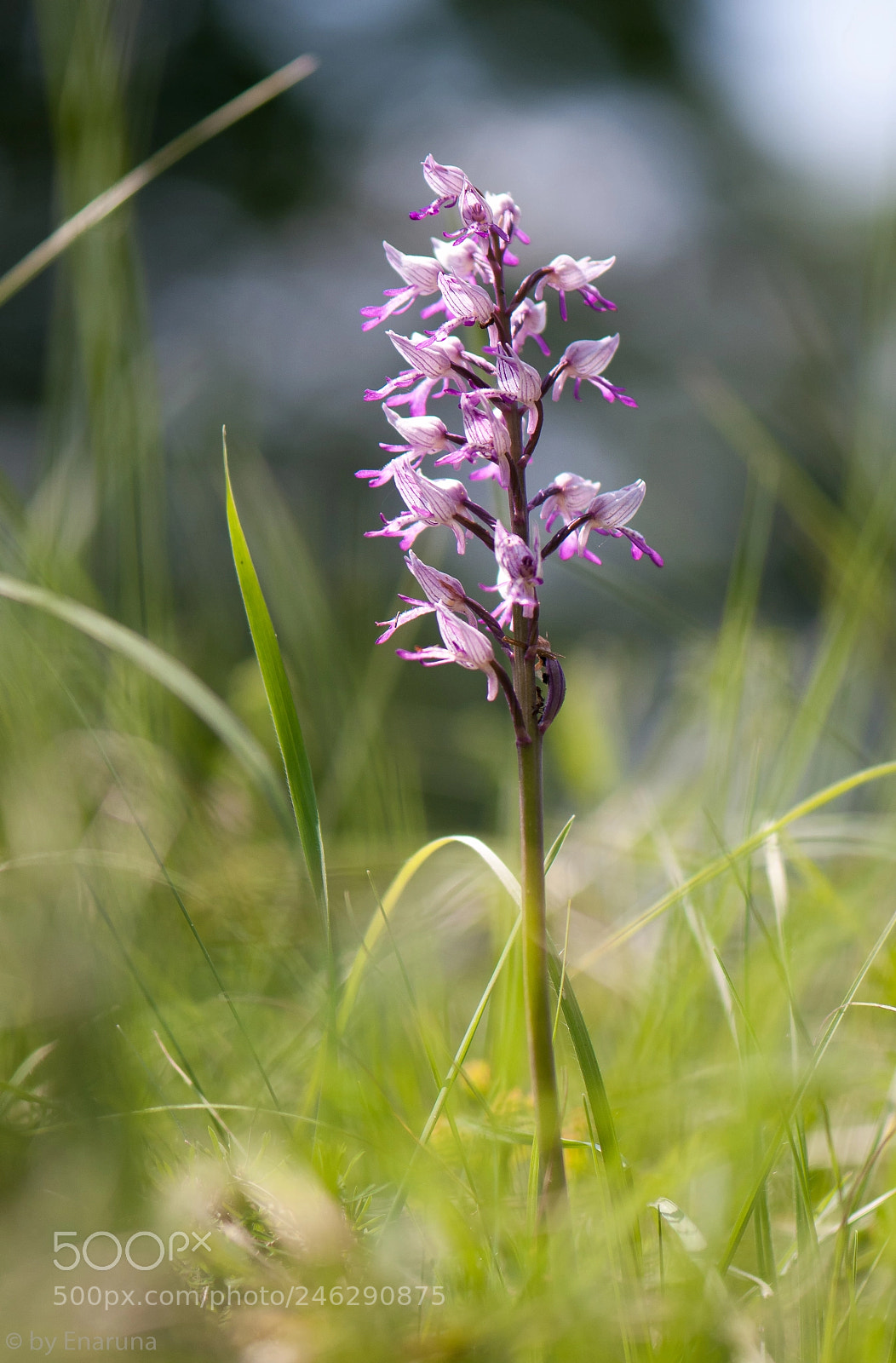 Nikon D300S sample photo. Military orchid photography