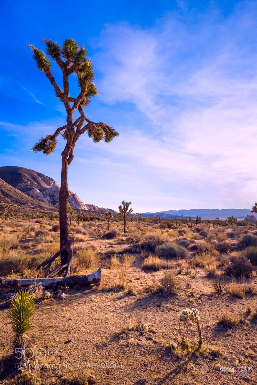 Sony a7R II sample photo. Warm desert afternoon sun photography