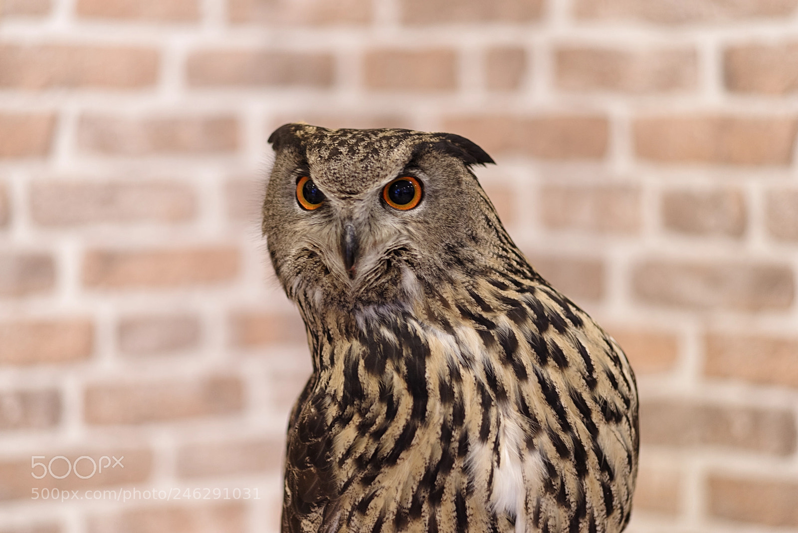 Pentax K-1 sample photo. Eyes. photography