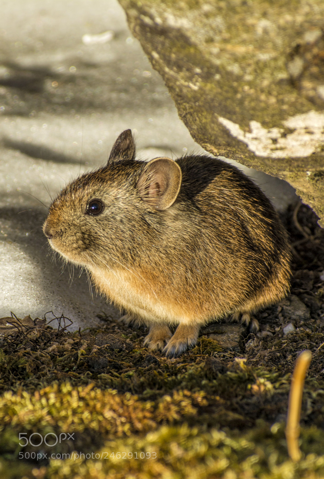 Nikon D5200 sample photo. Royle's pika ochotona roylei photography