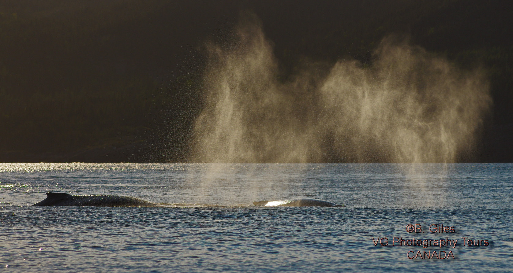 Pentax K-5 IIs + Pentax smc DA* 60-250mm F4.0 ED (IF) SDM sample photo. First light humpbacks photography