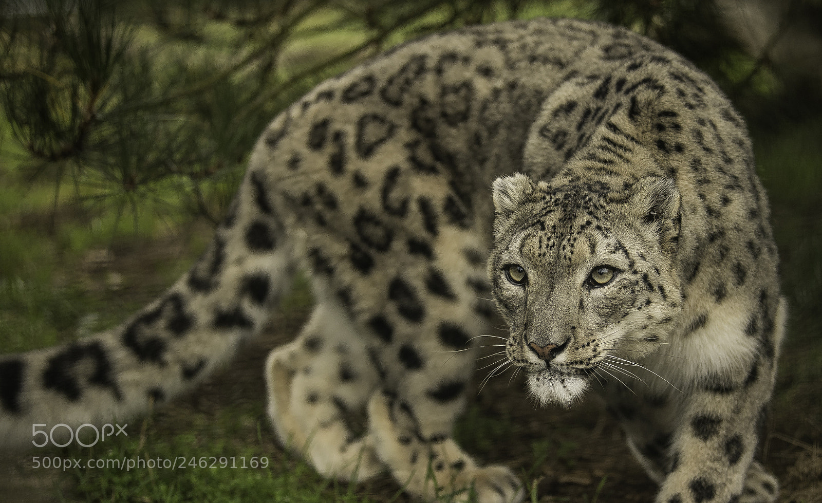 Nikon D5 sample photo. Snow leopard series photography