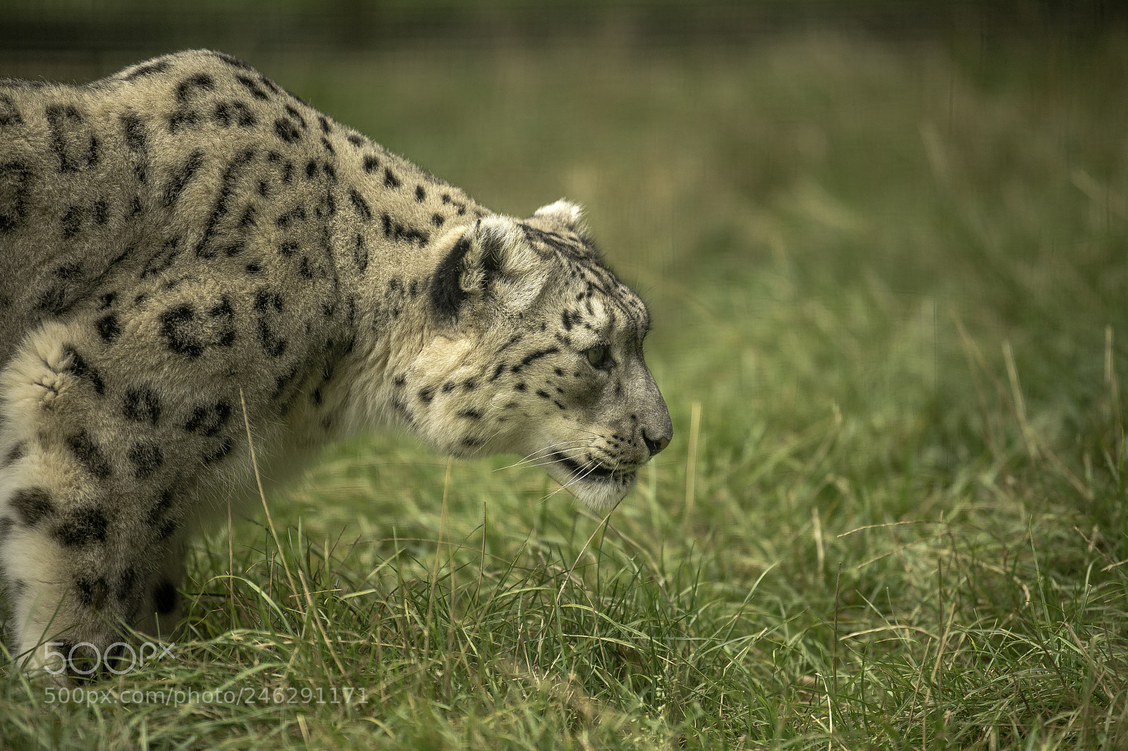 Nikon D5 sample photo. Snow leopard series photography